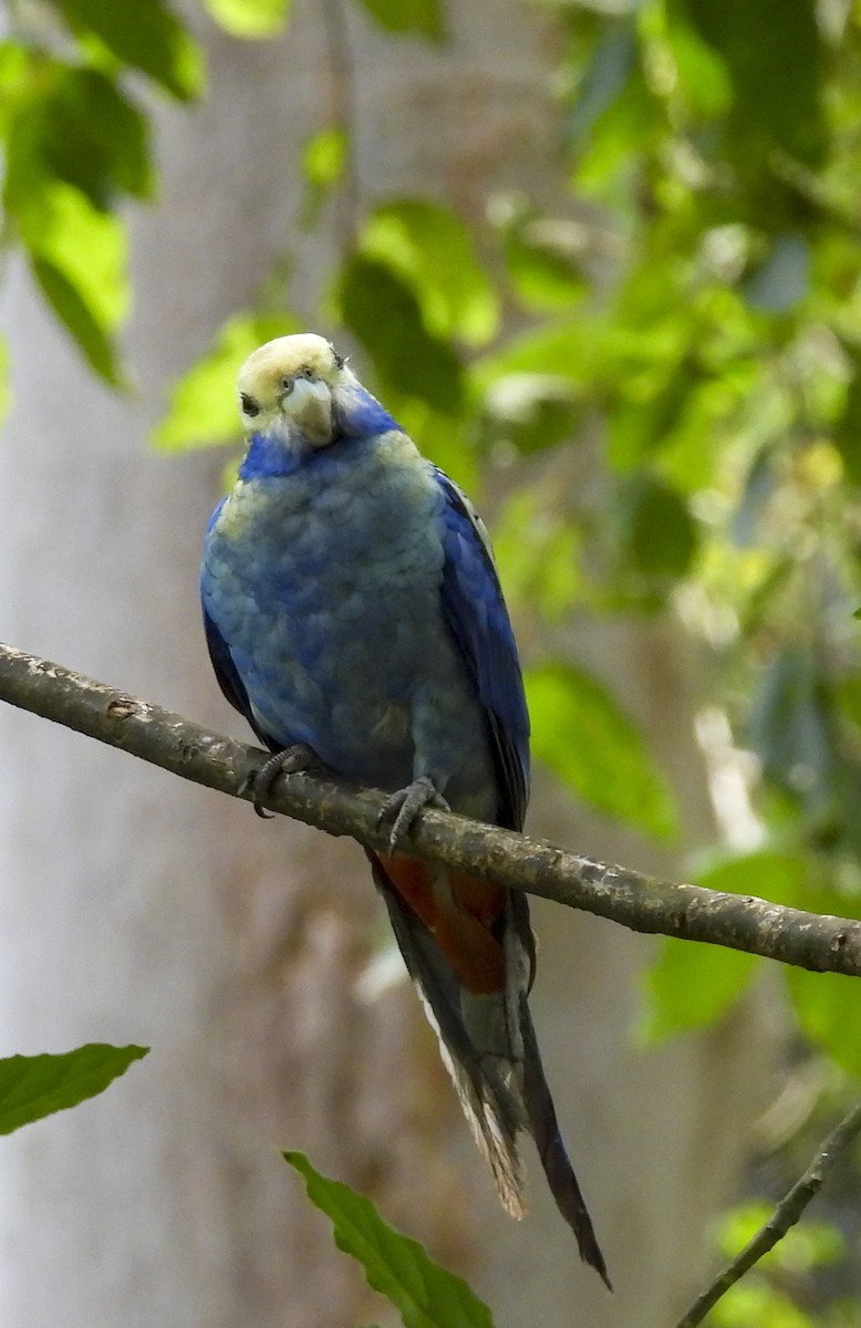 Pale-headed Rosella - ML643167263