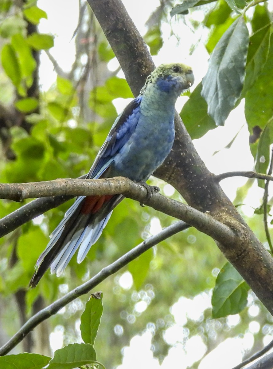 Pale-headed Rosella - ML643167264