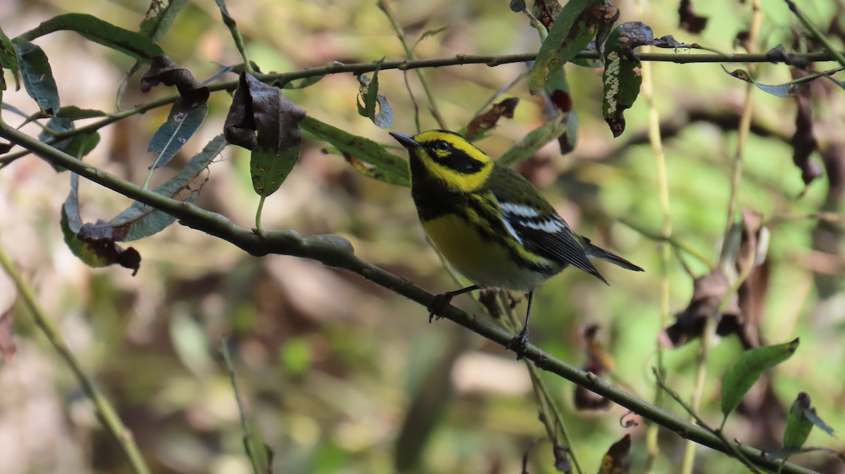 Townsend's Warbler - ML643167279