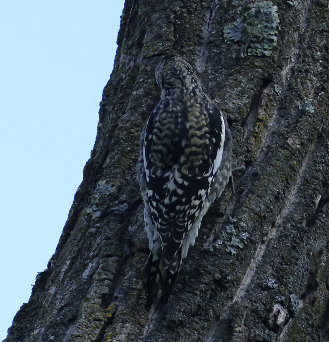 Yellow-bellied Sapsucker - ML643167280