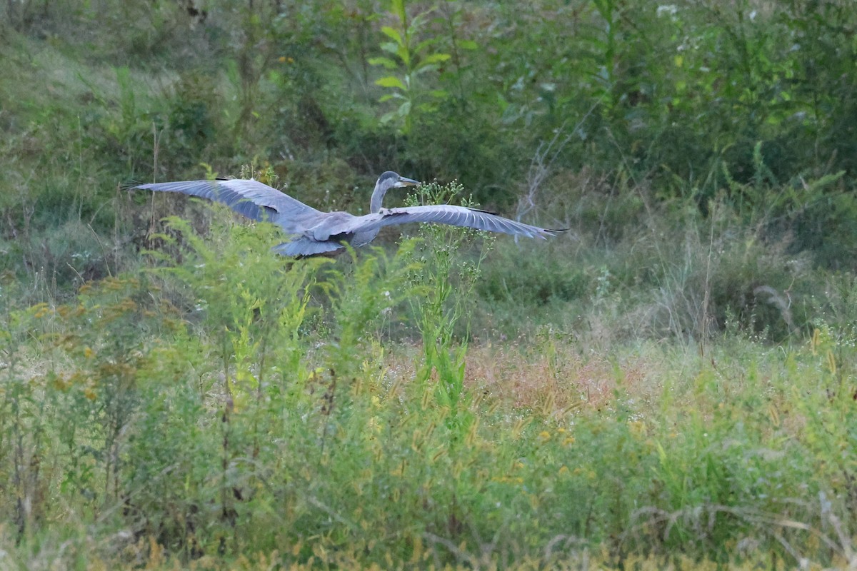 Great Blue Heron - ML643167281
