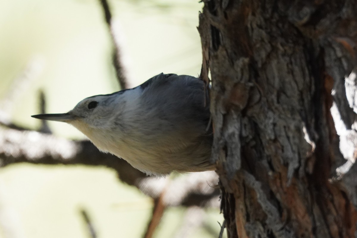 White-breasted Nuthatch - ML643167282
