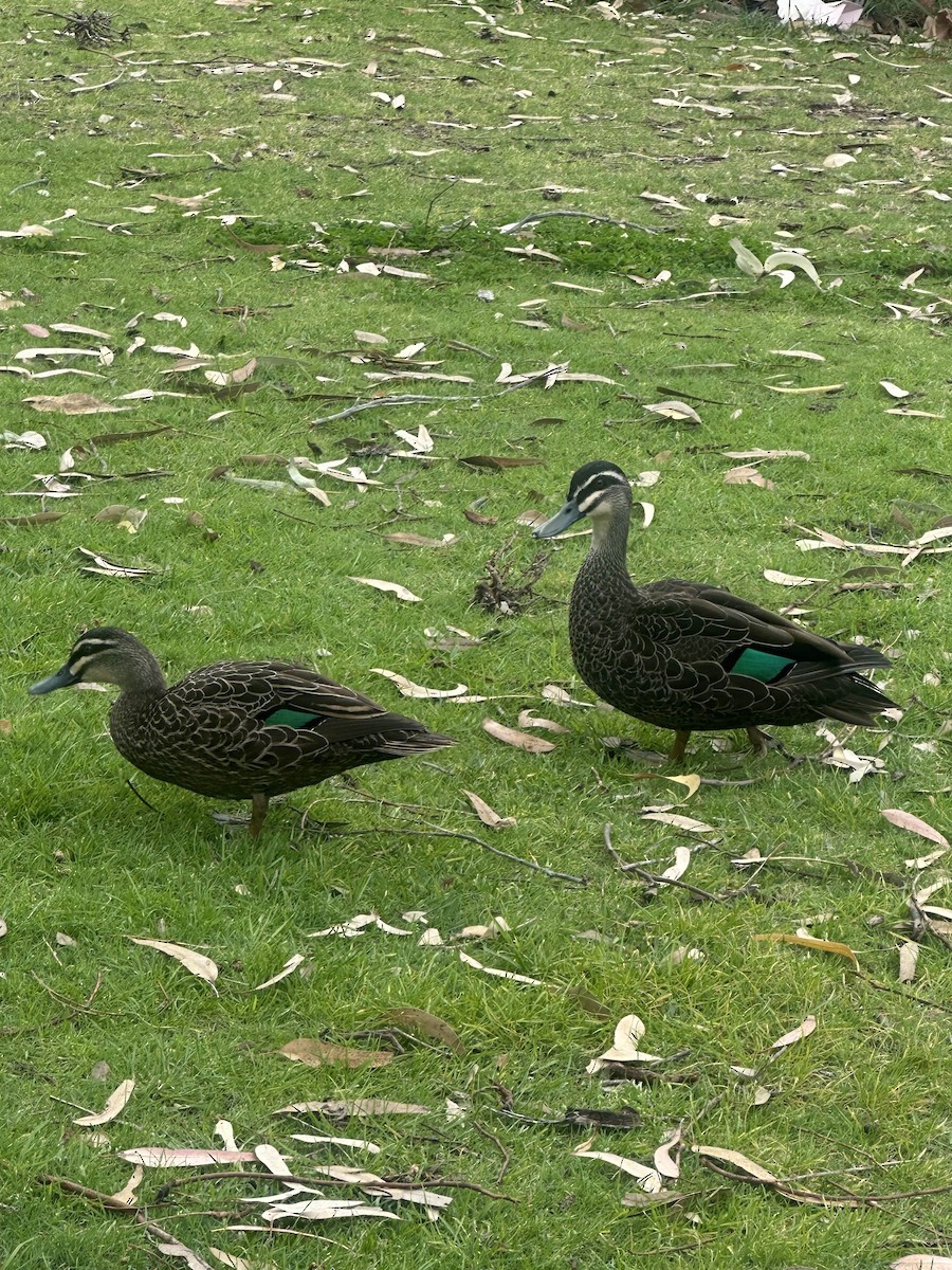 Pacific Black Duck - ML643167283