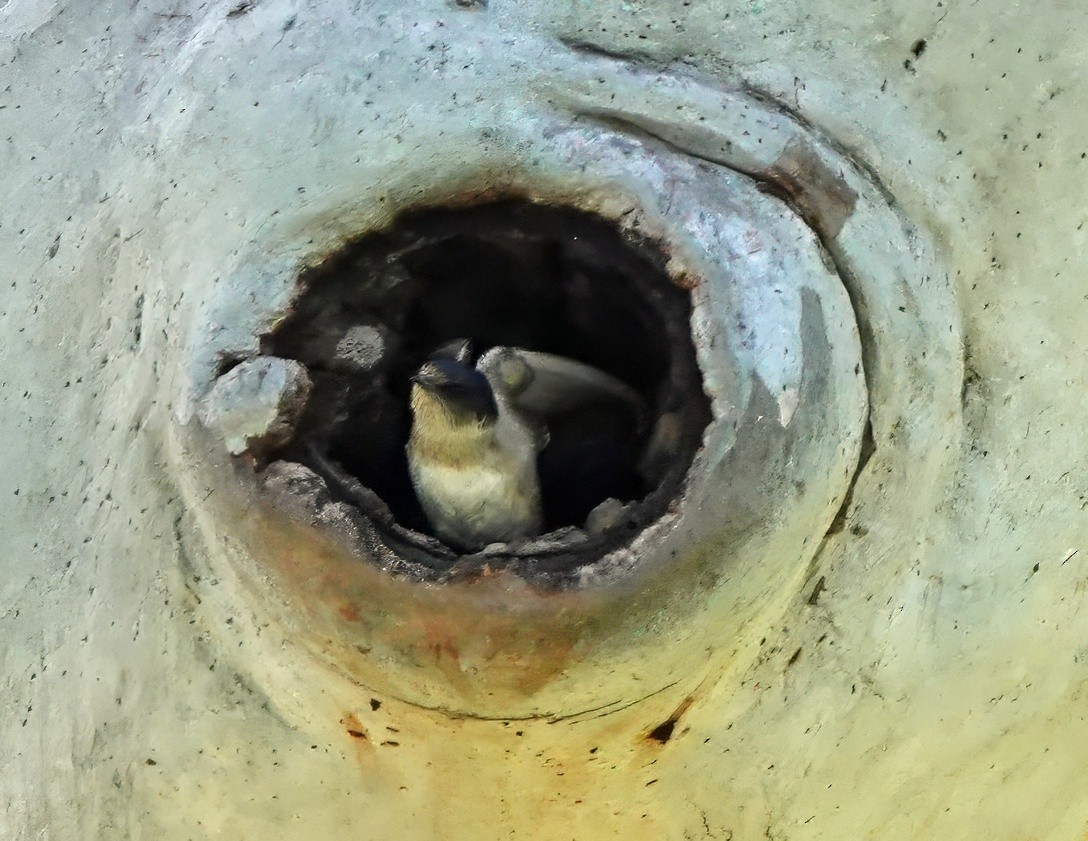 Tree Martin - ML643167285