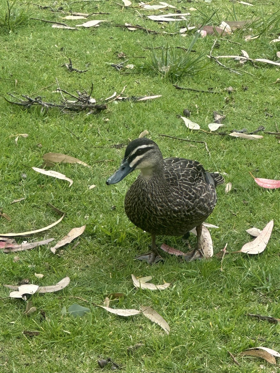 Pacific Black Duck - ML643167288