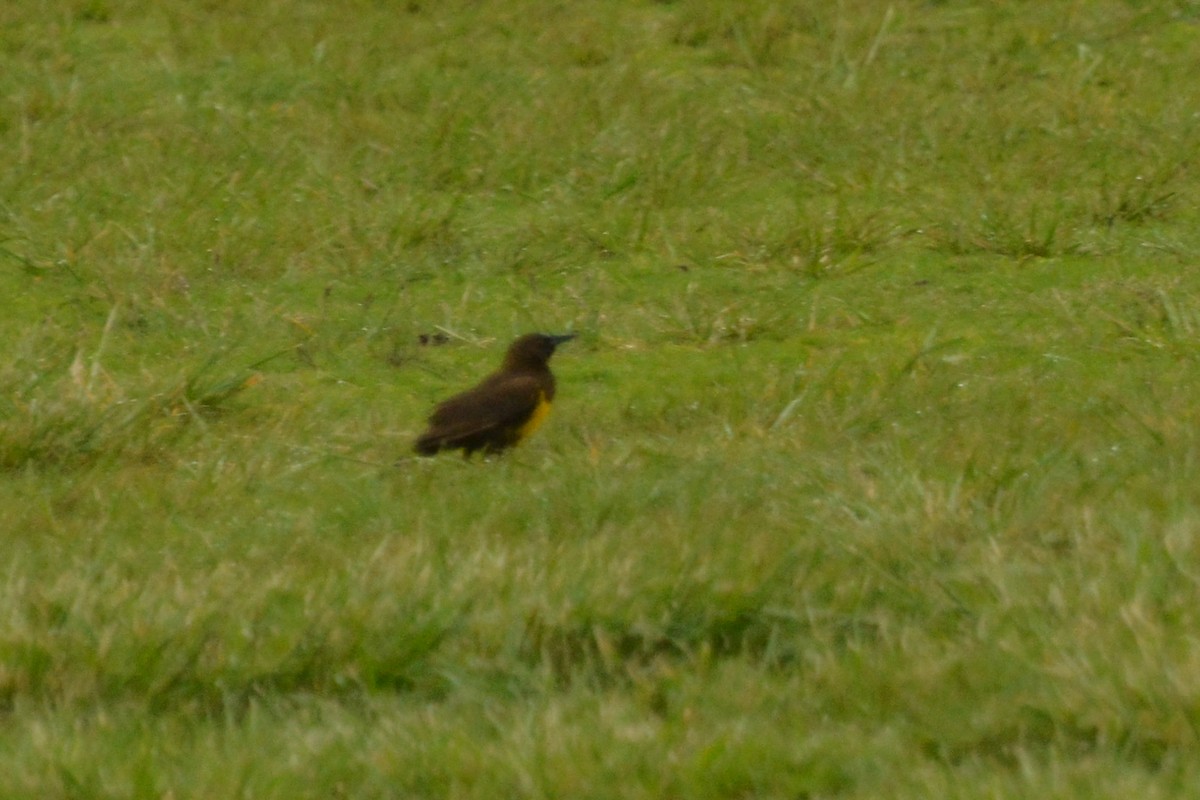 Brown-and-yellow Marshbird - ML643167293
