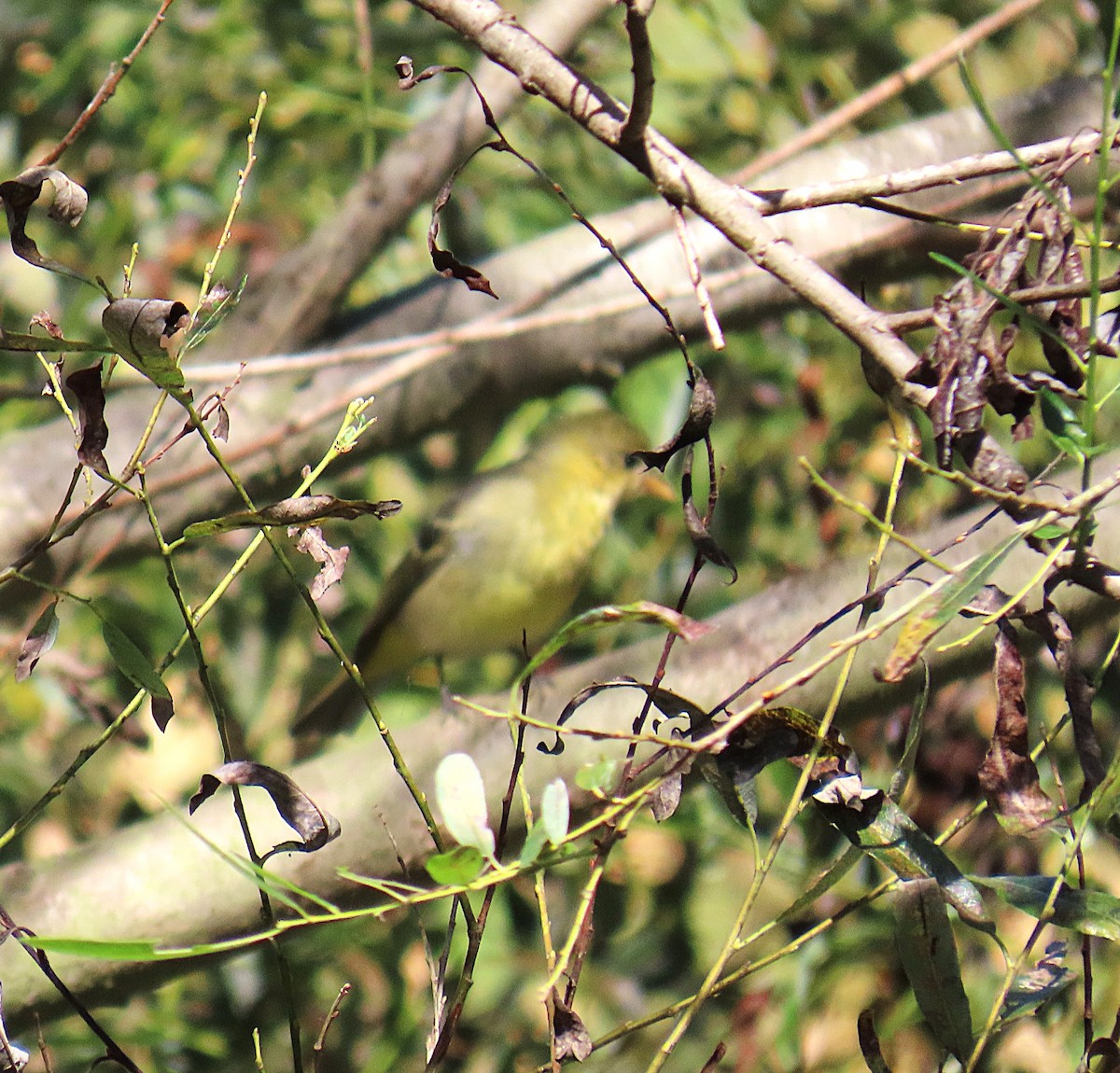 Western Tanager - ML643167295