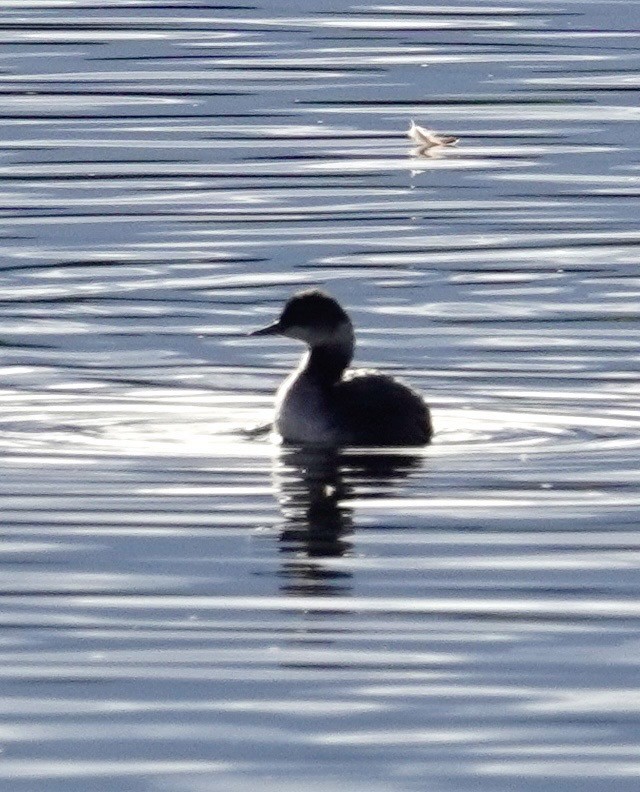 svarthalsdykker - ML643167320