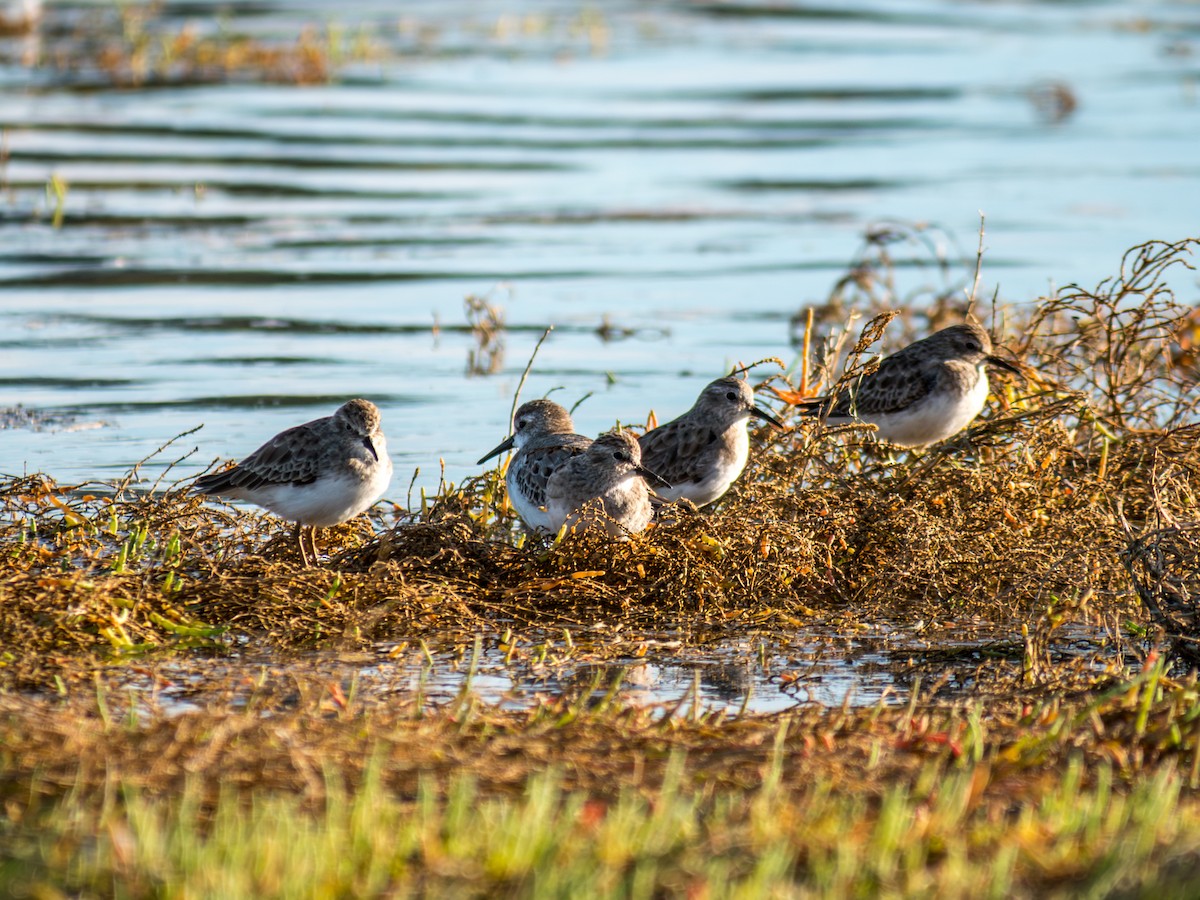 pygmésnipe - ML643167323