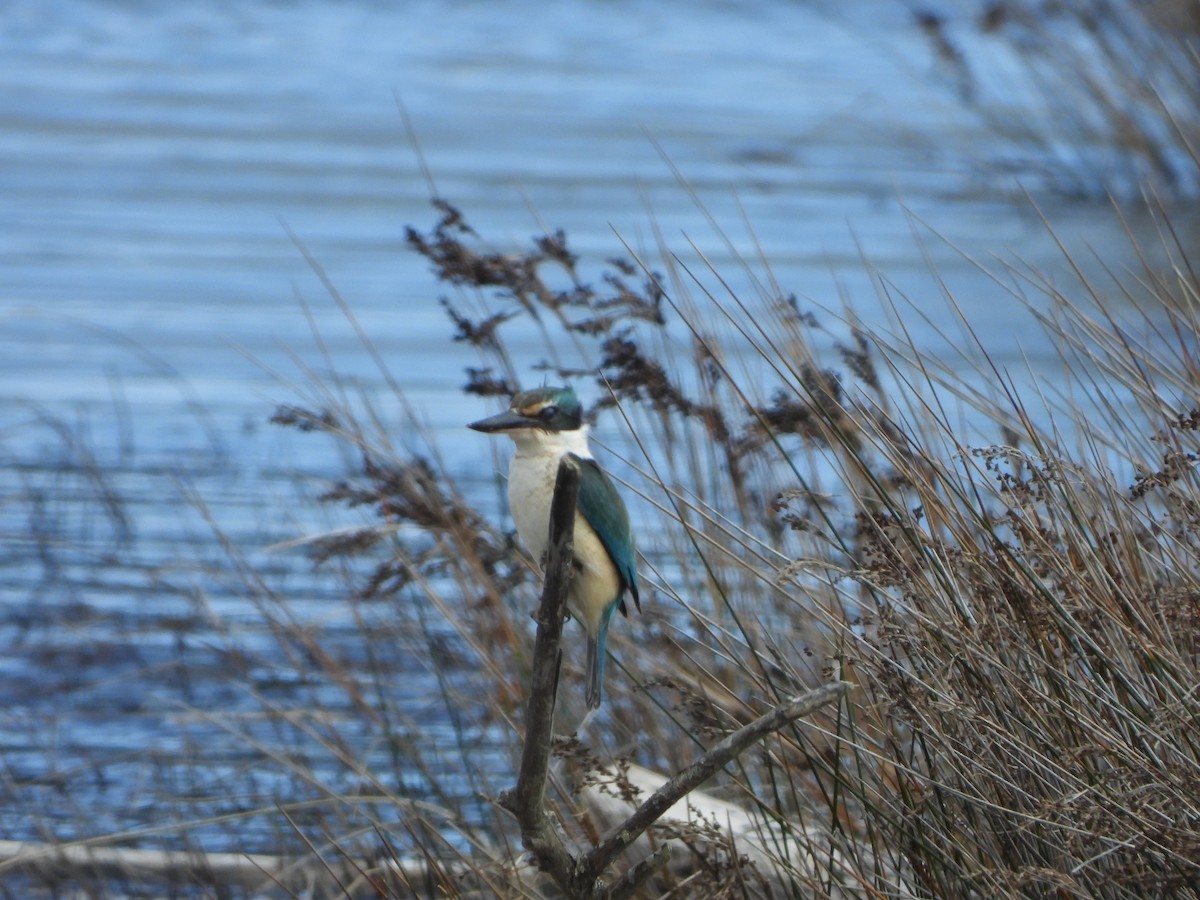 Sacred Kingfisher - ML643167335