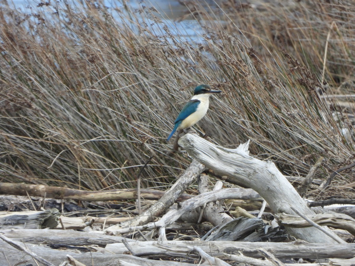 Sacred Kingfisher - ML643167336
