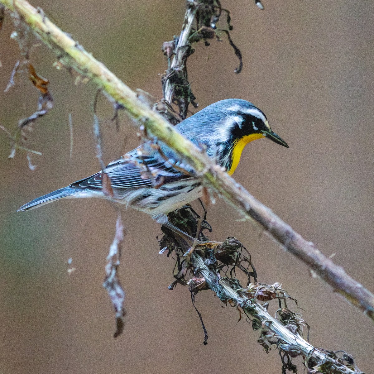 gulstrupeparula - ML643167339