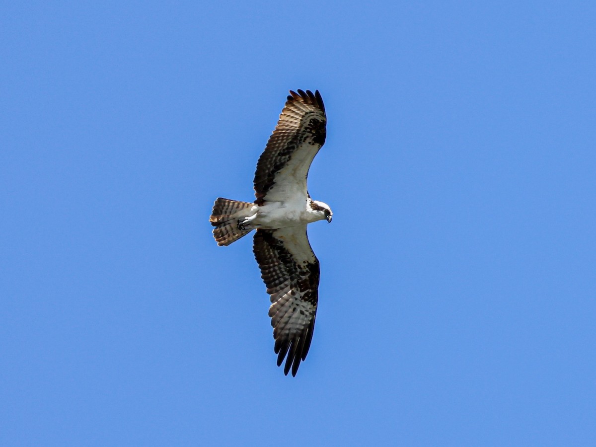 Balbuzard pêcheur - ML643167341