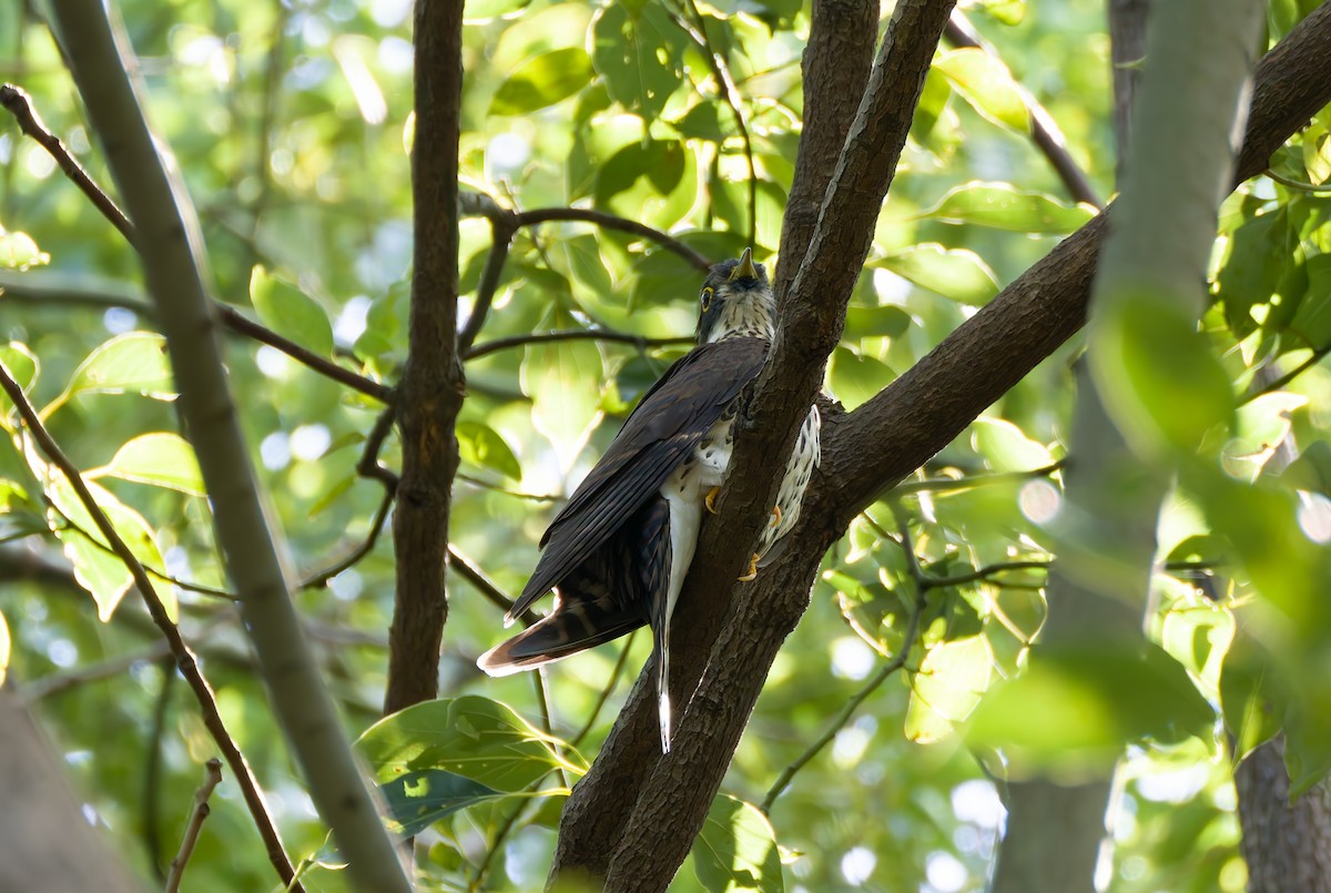 Weißnackenkuckuck - ML643167346