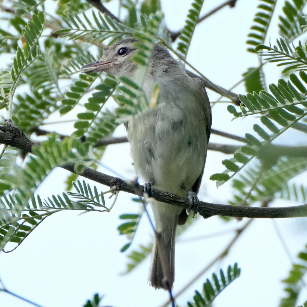Sängervireo [swainsoni-Gruppe] - ML643167352