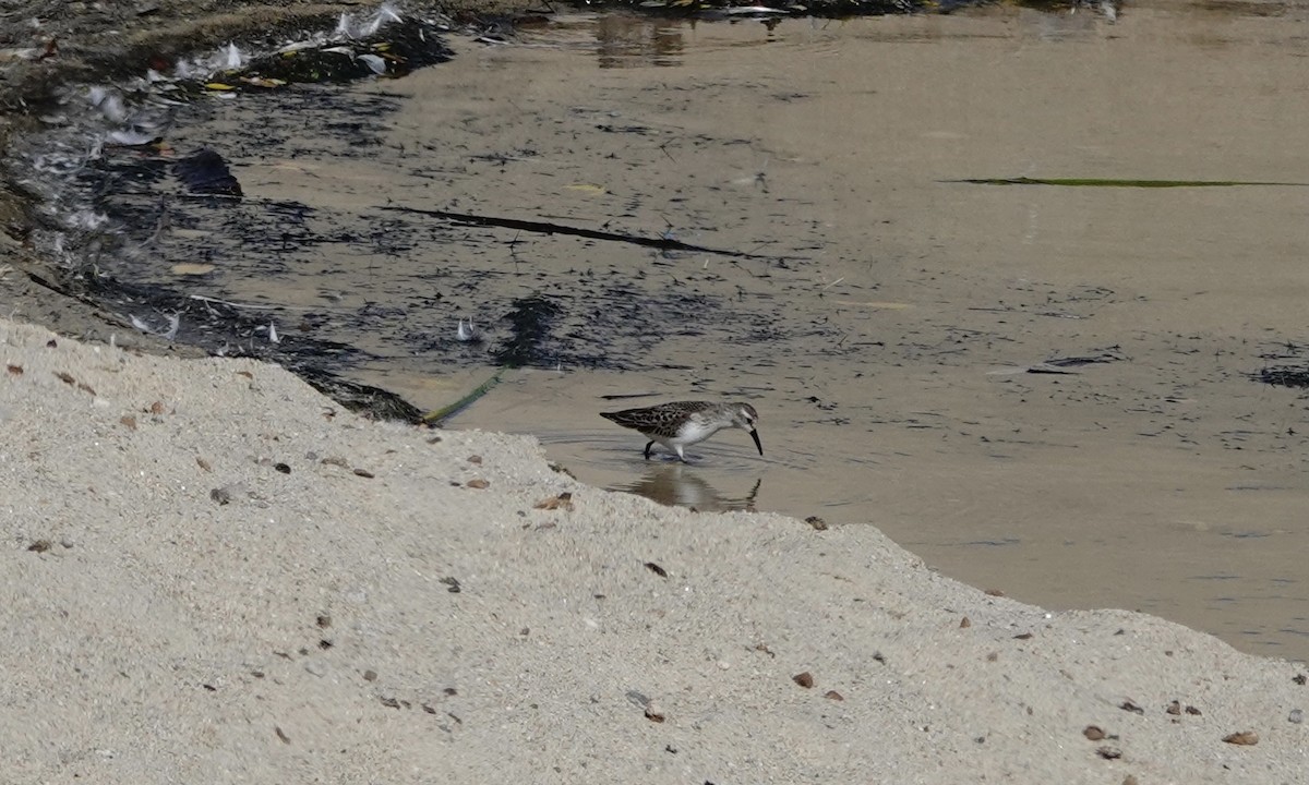 Bergstrandläufer - ML643167353