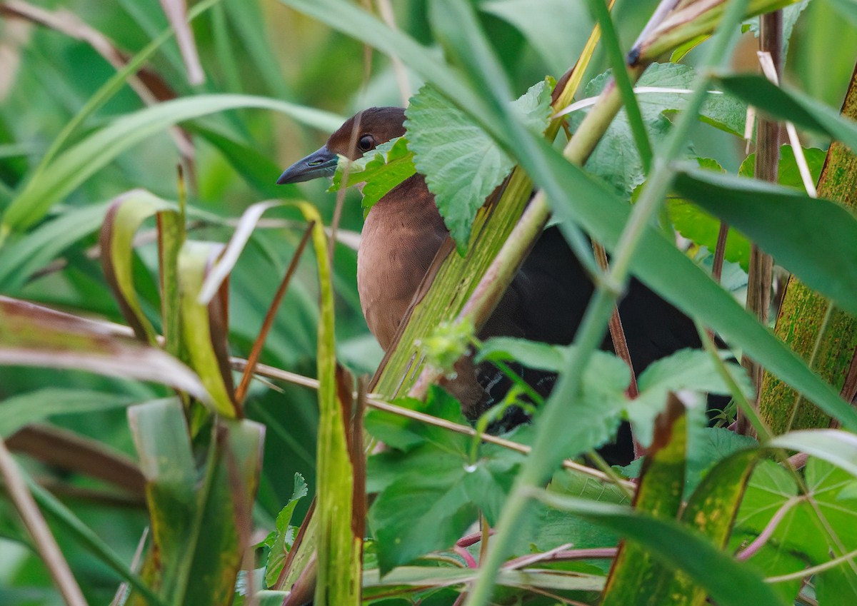 damrikse - ML643167374