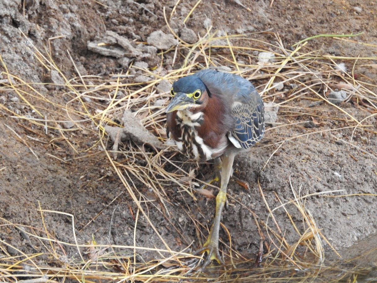 Green Heron - ML643167387