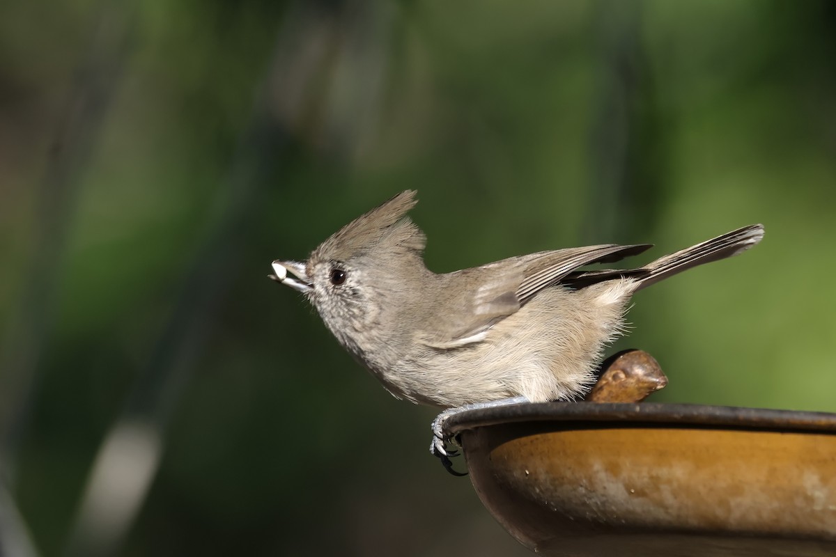 Oak Titmouse - ML643167390