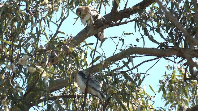 Black-shouldered Kite - ML643167394