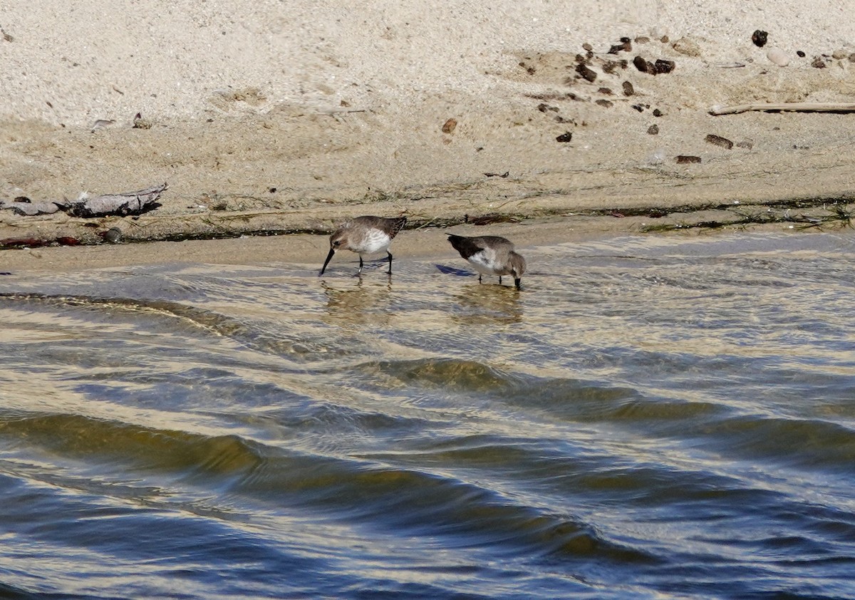 Dunlin (pacifica/arcticola) - ML643167396