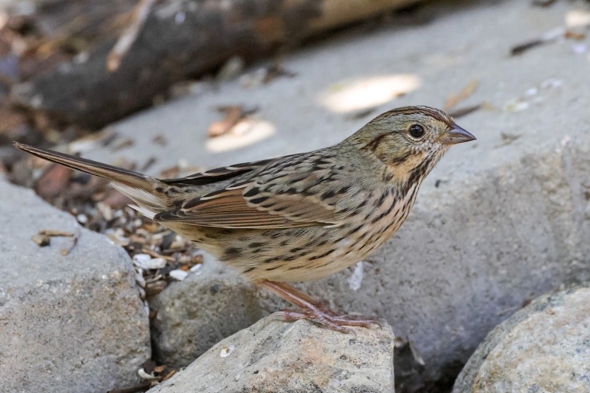 Lincoln's Sparrow - ML643167400