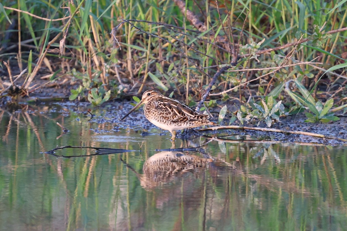 Common Snipe - ML643167401