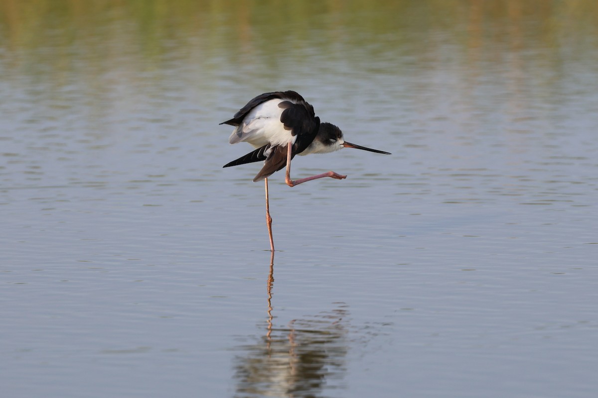 Эгэл хилэн жигүүр - ML643167406