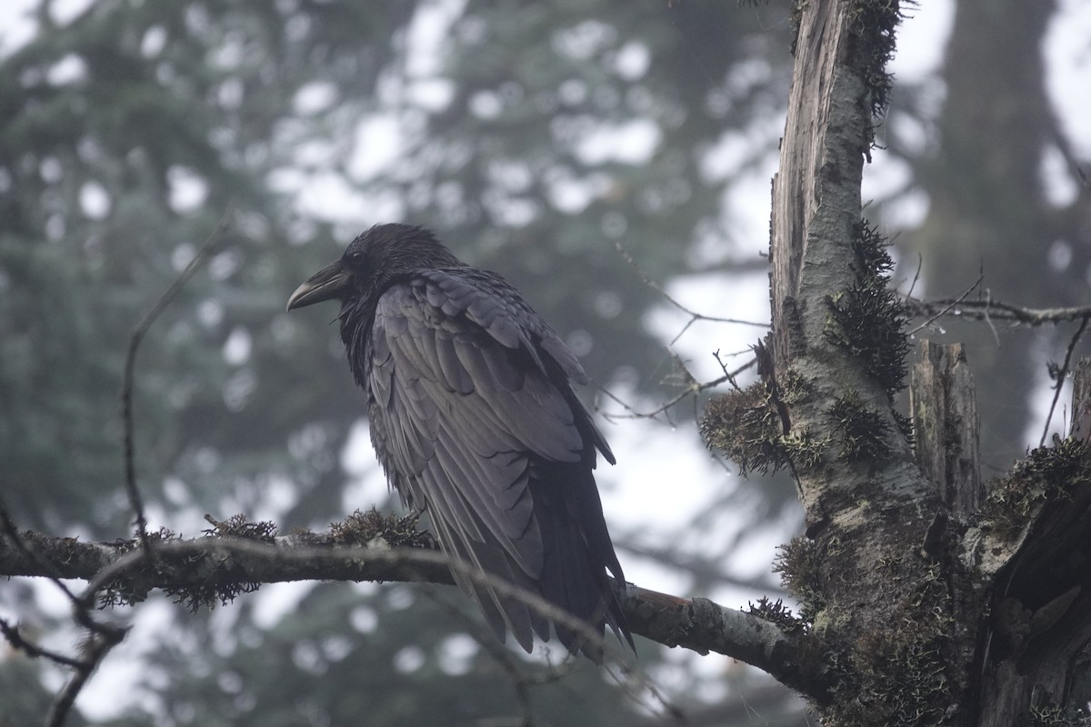 Grand Corbeau - ML643167420