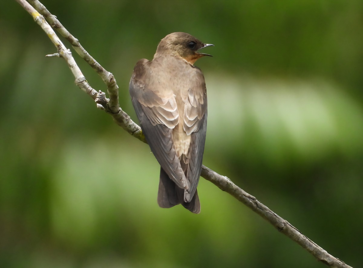 Southern Rough-winged Swallow - ML643167447