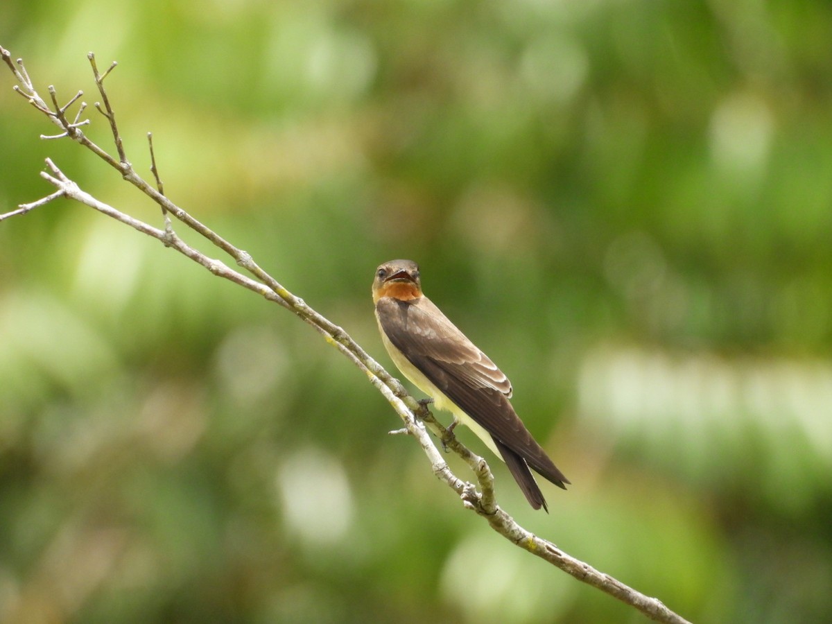 Hirondelle à gorge rousse - ML643167448