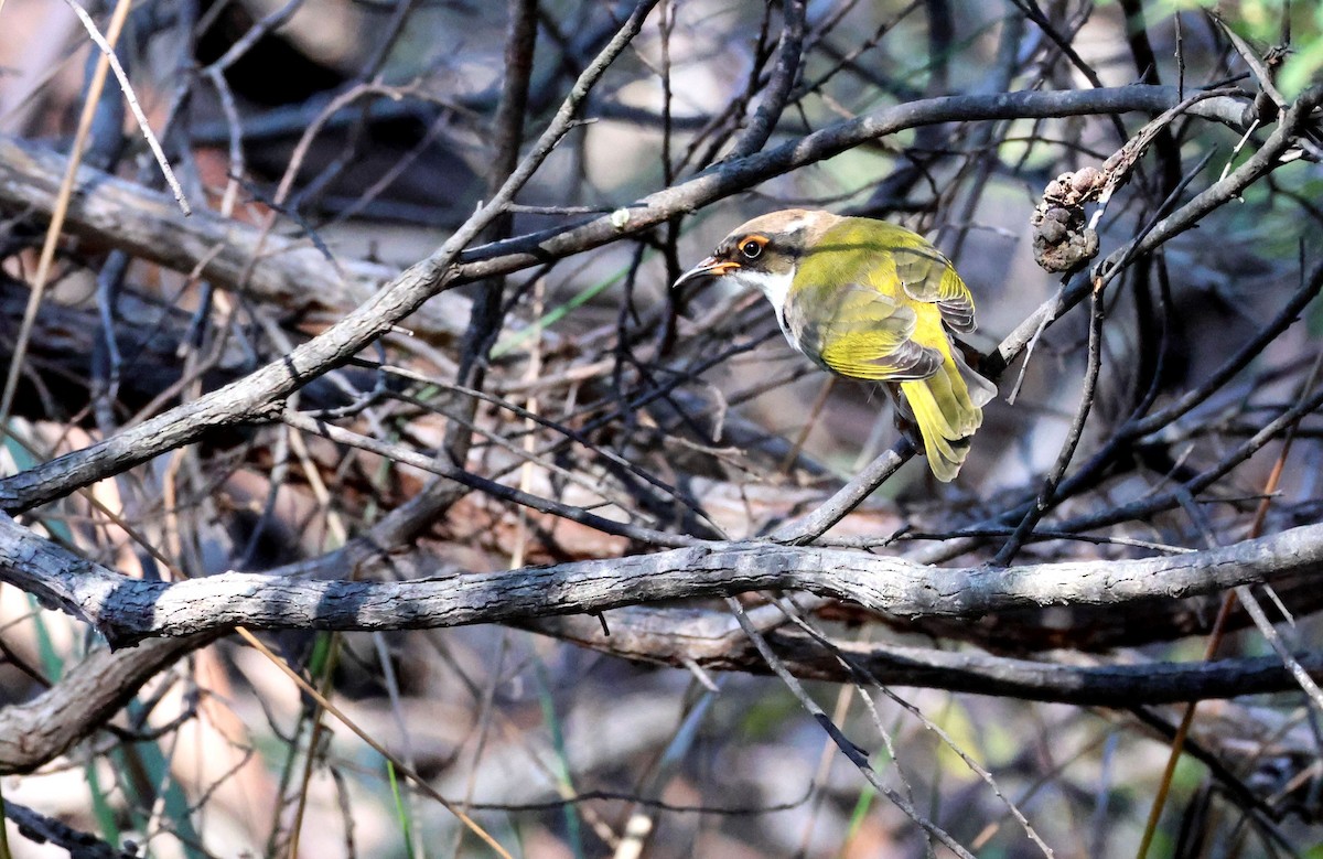 White-naped Honeyeater - ML643167454