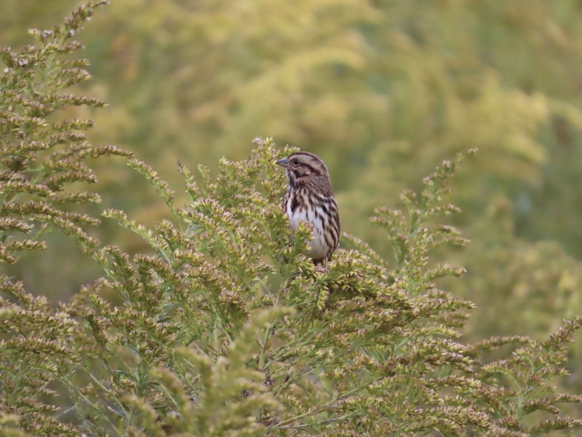 Song Sparrow - ML643167457