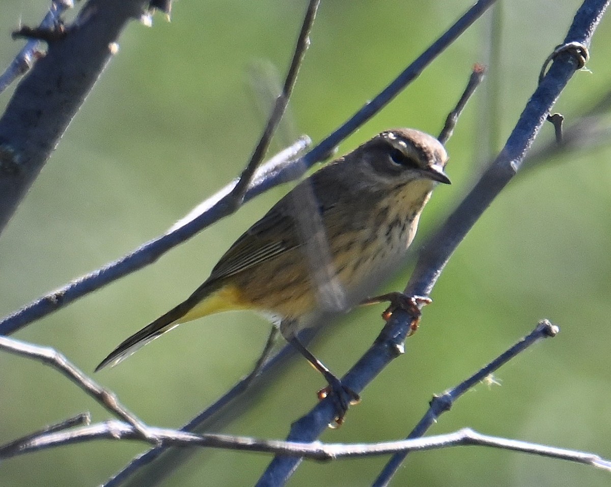 Palm Warbler - ML643167458