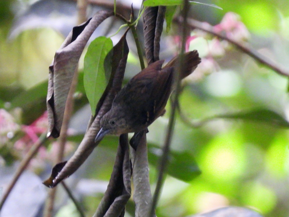 Checker-throated Stipplethroat - ML643167460
