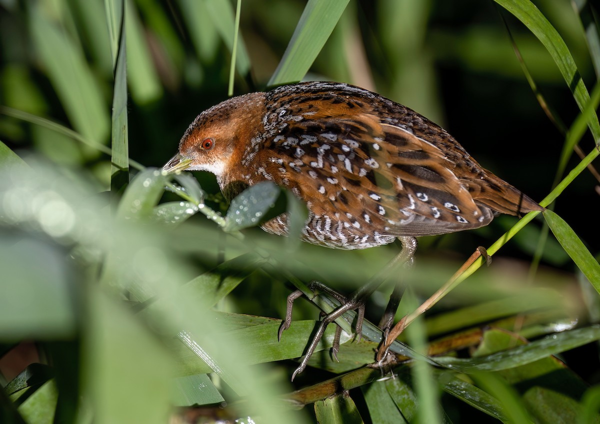 Baillon's Crake (Eastern) - ML643167461