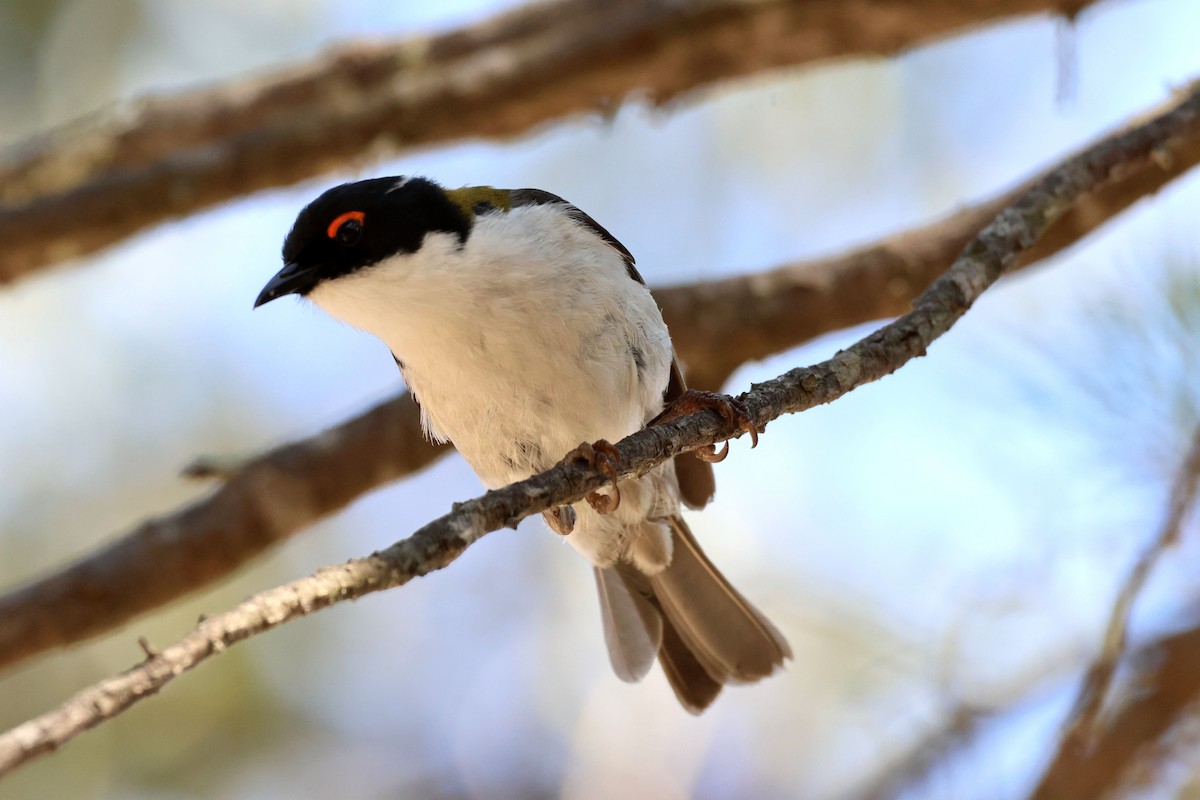 White-naped Honeyeater - ML643167463