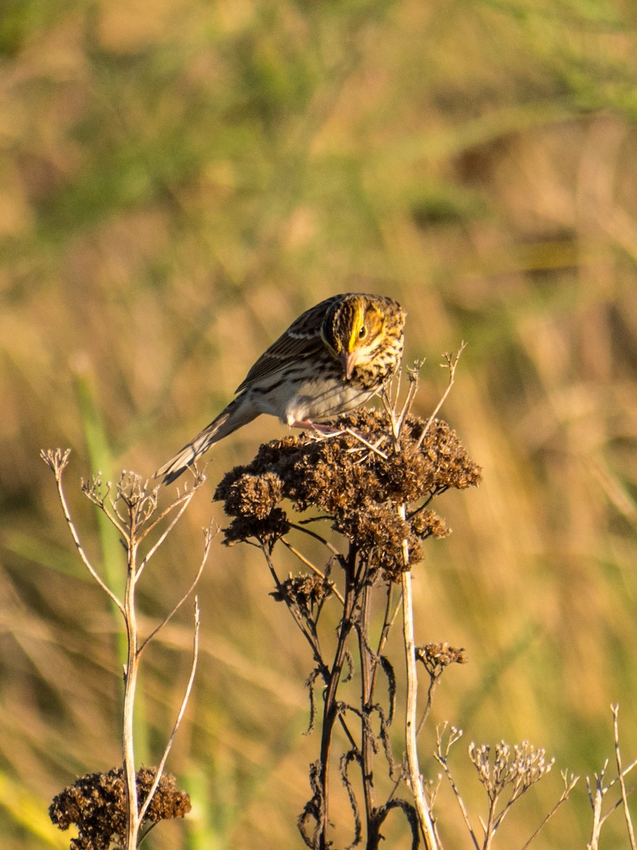 Savannah Sparrow - ML643167467