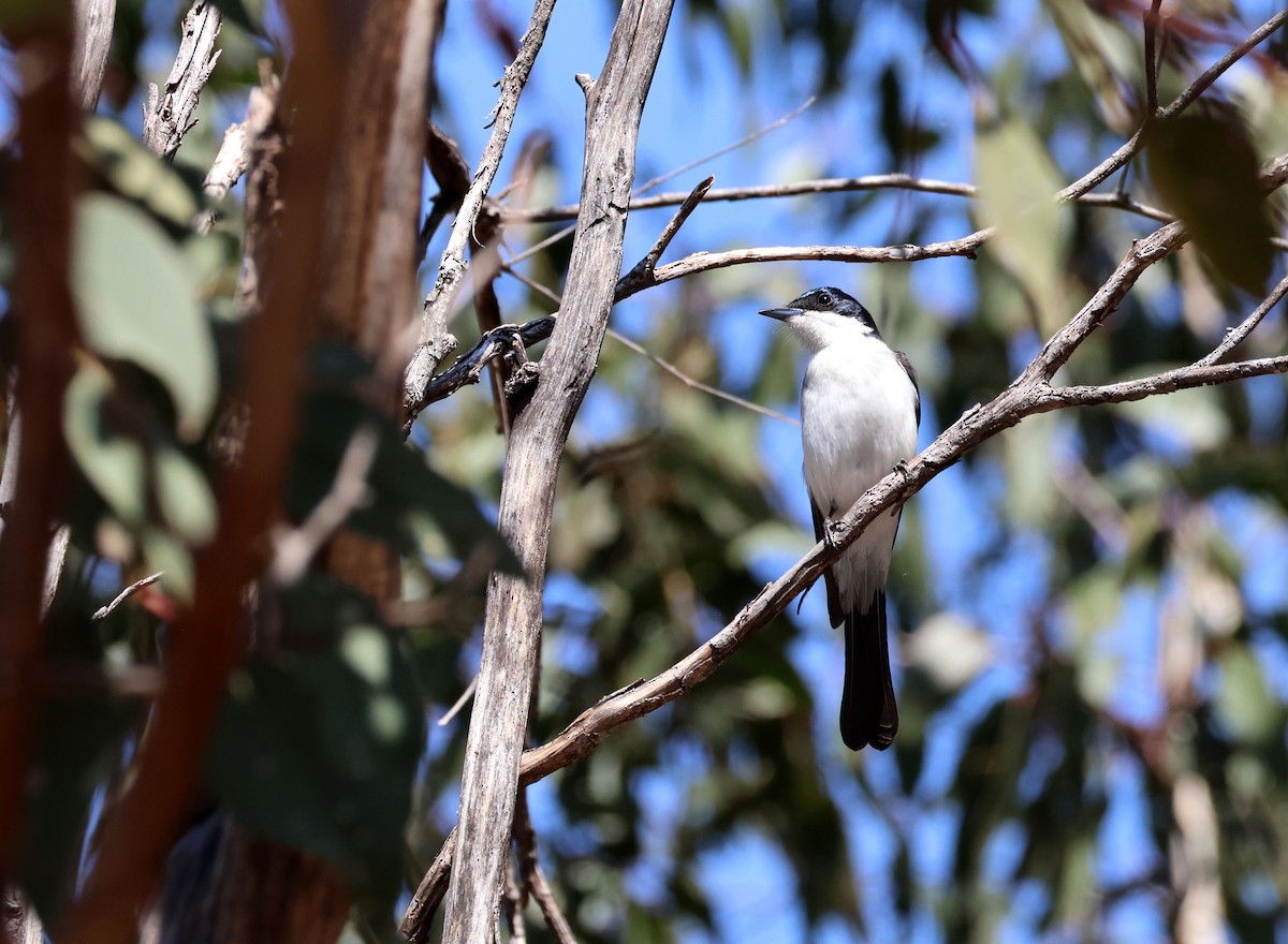 Restless Flycatcher - ML643167469