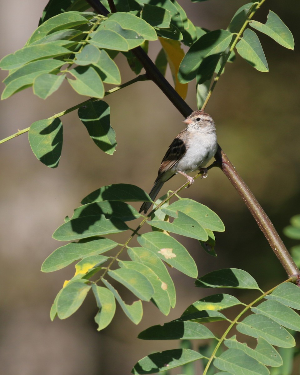 Chipping Sparrow - ML643167470