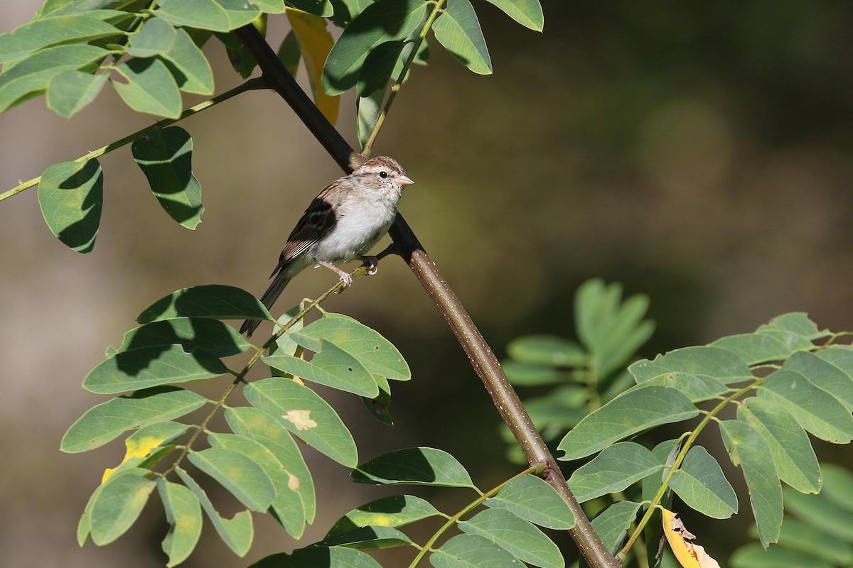 Chipping Sparrow - ML643167471