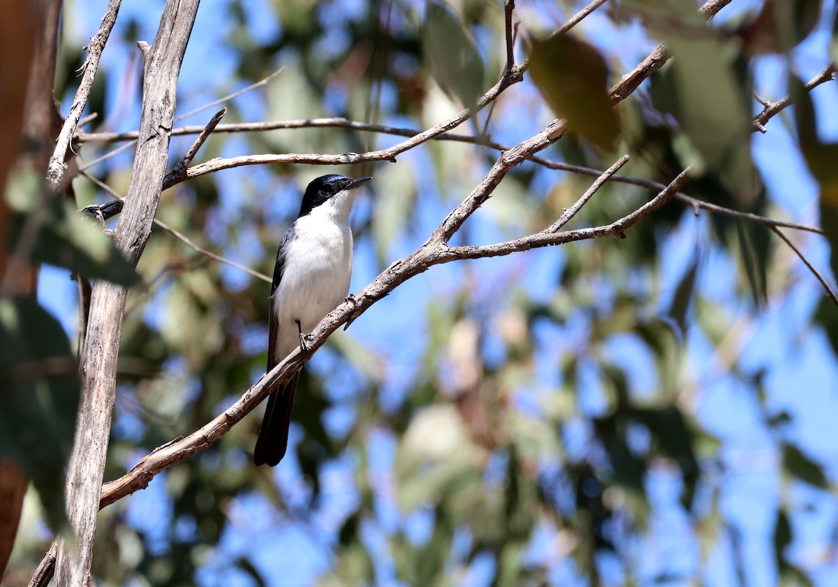 Restless Flycatcher - ML643167472