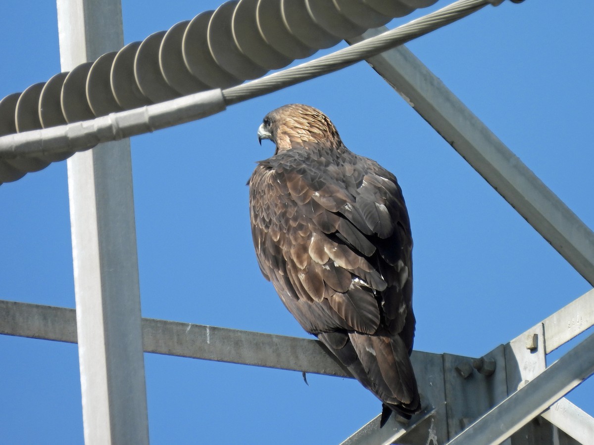 Aquila reale - ML643167473