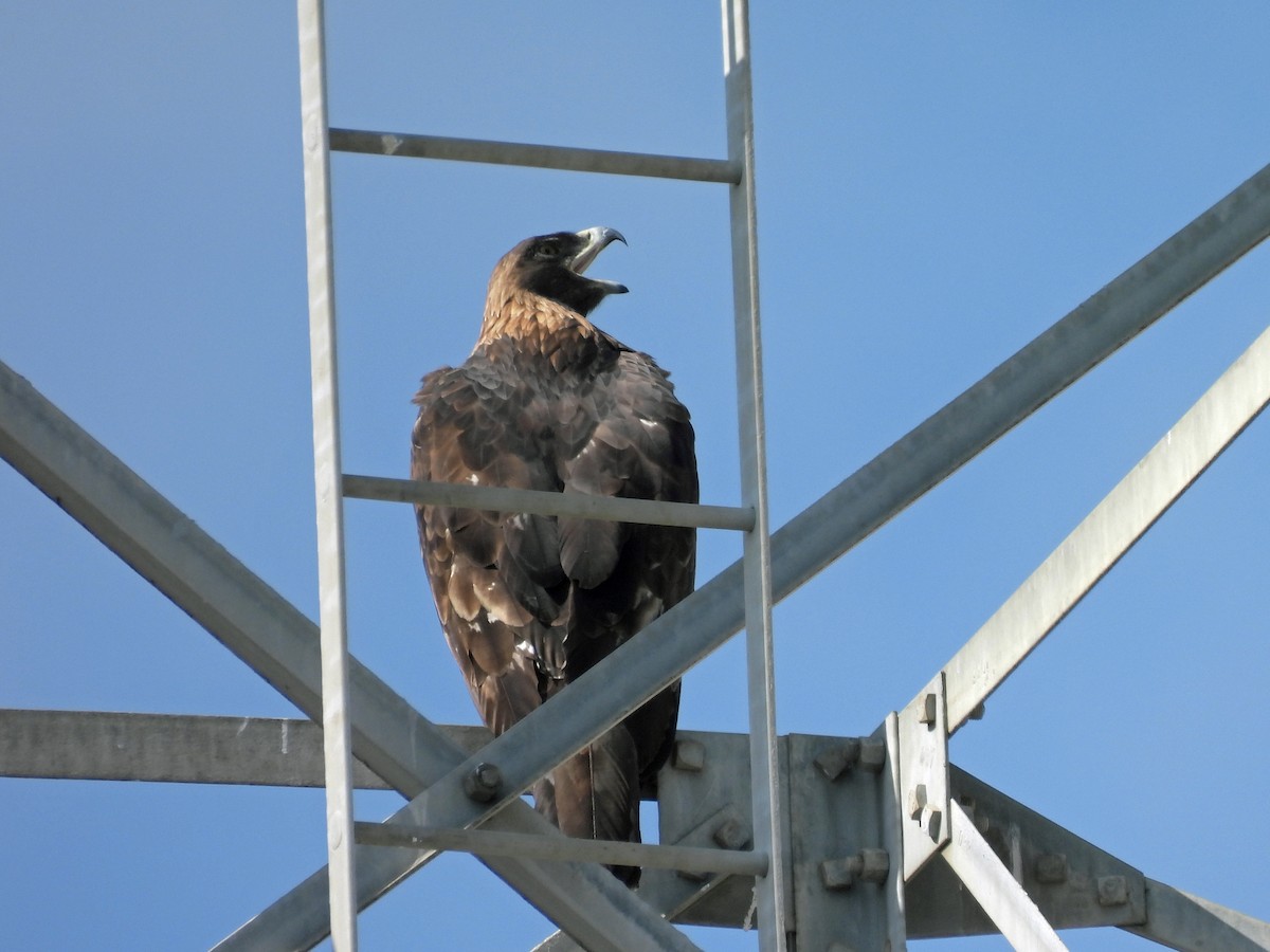 Aquila reale - ML643167475
