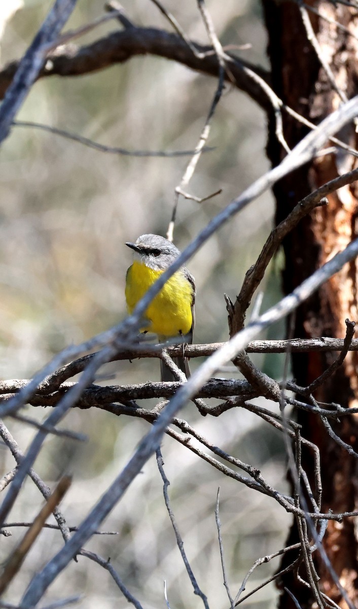 Eastern Yellow Robin - ML643167478