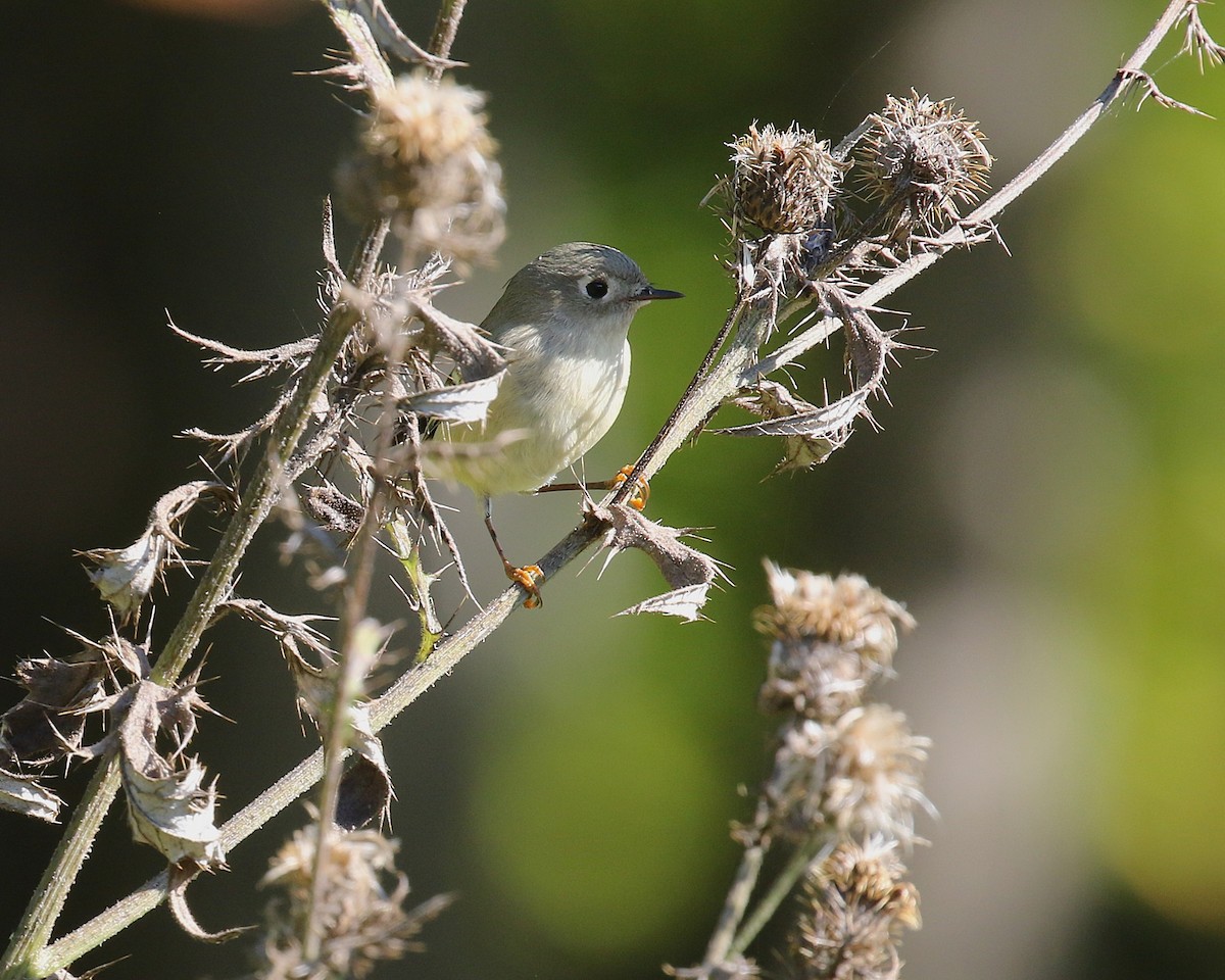Ruby-crowned Kinglet - ML643167479