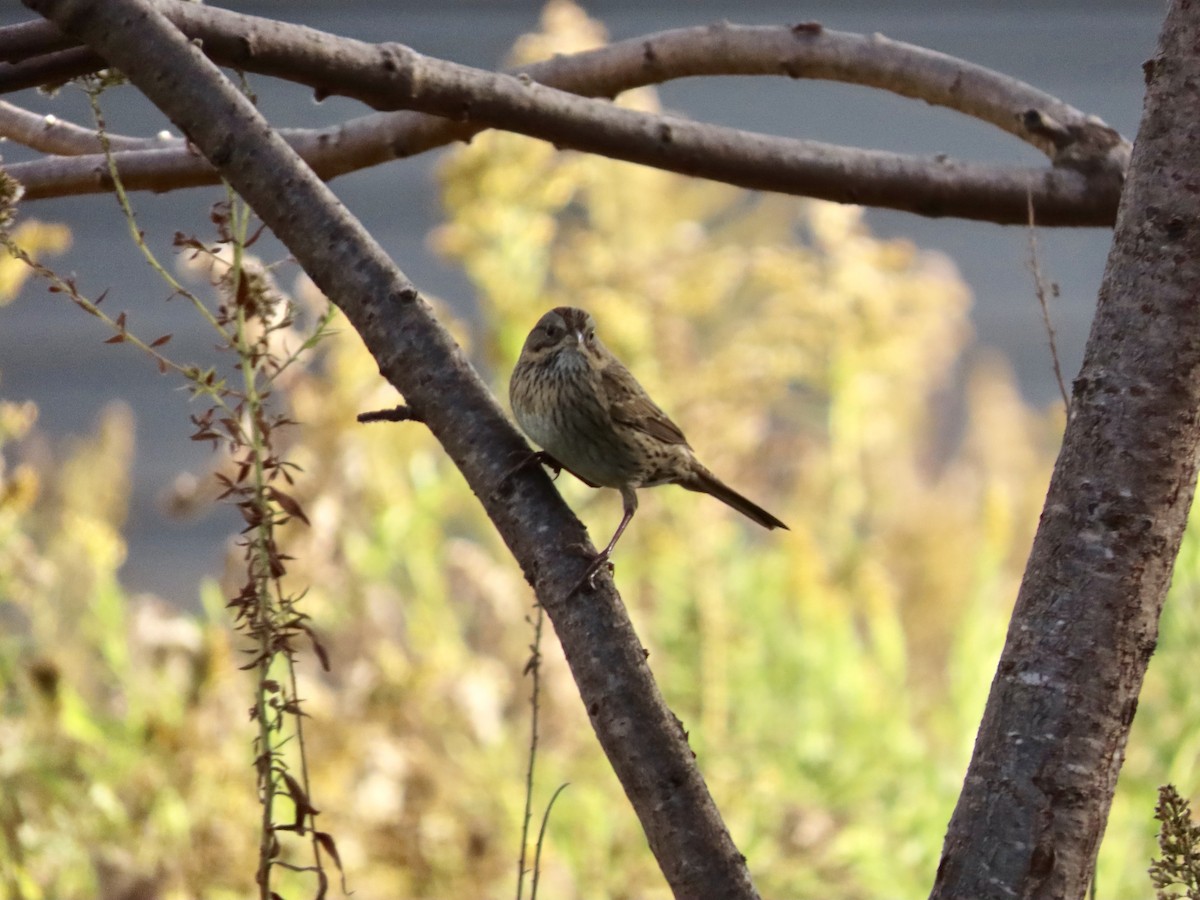 Lincoln's Sparrow - ML643167480