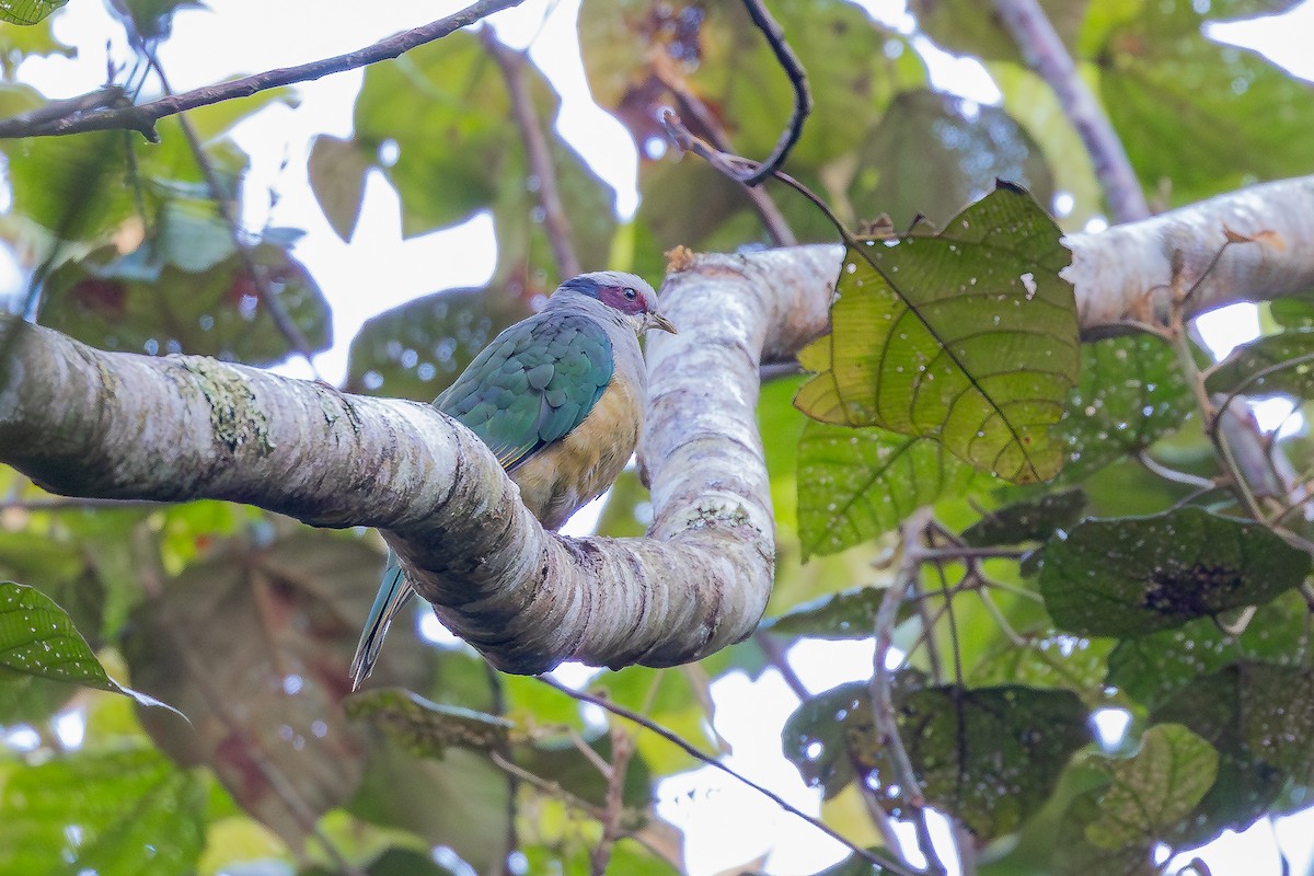 Red-eared Fruit-Dove (Red-eared) - ML643167482