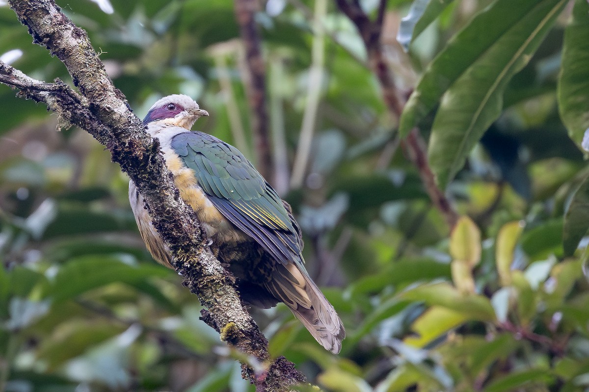 Red-eared Fruit-Dove (Red-eared) - ML643167483