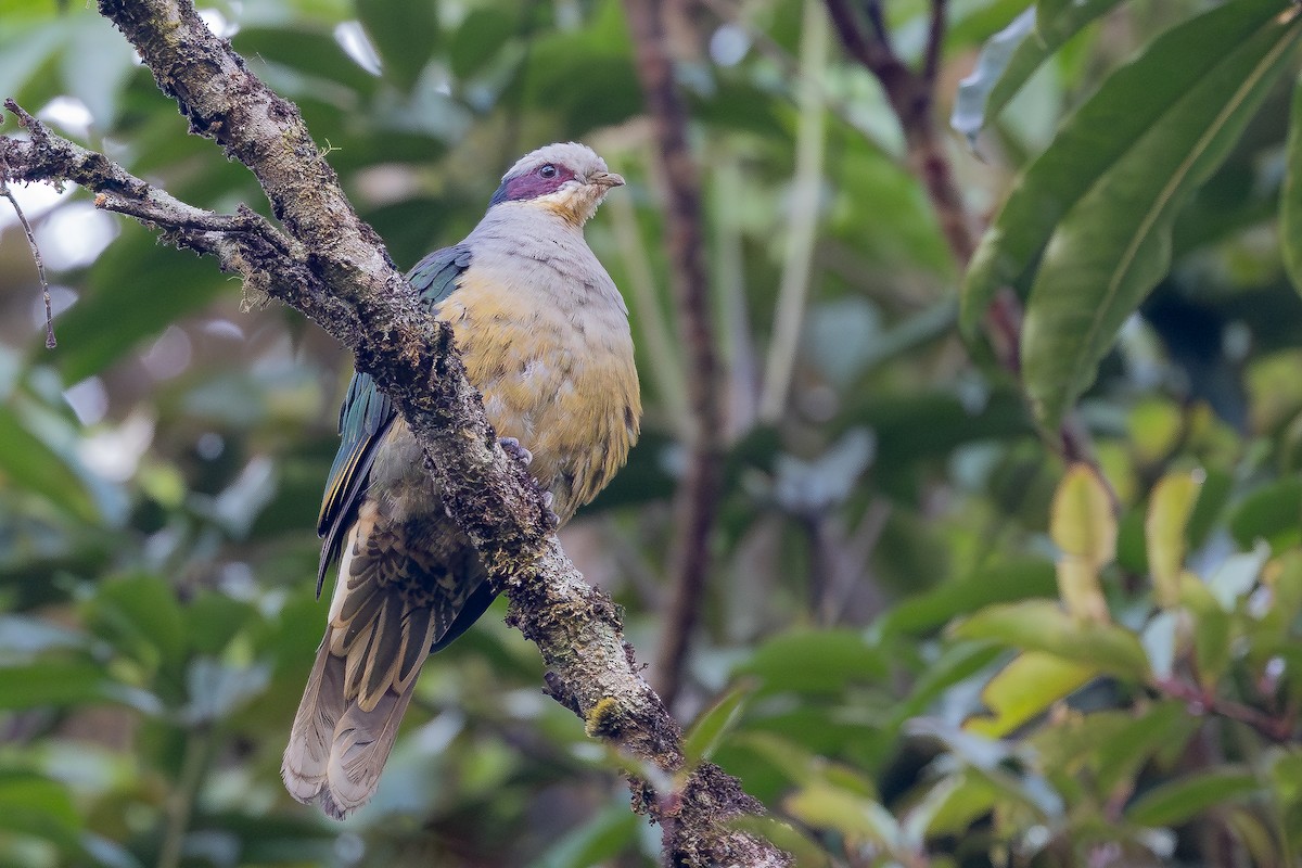 Red-eared Fruit-Dove (Red-eared) - ML643167484